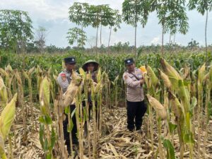 Kawal Ketahanan Pangan, Polisi Dampingi Petani Jelang Panen Jagung